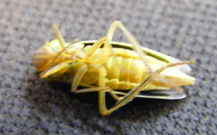 Cicadella viridis