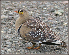 Pterocles bicinctus multicolor