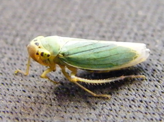 Cicadella viridis