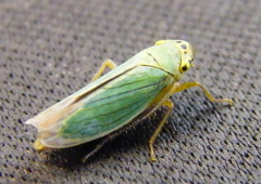Cicadella viridis