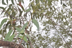 Eucalyptus planchoniana