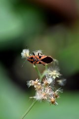 Spilostethus hospes