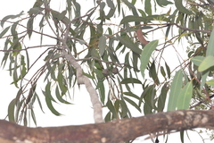 Eucalyptus planchoniana