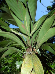 Geonoma umbraculiformis