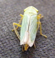 Cicadella viridis
