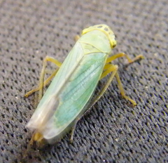 Cicadella viridis
