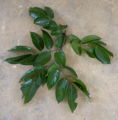 Isomacrolobium explicans