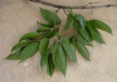 Isomacrolobium explicans