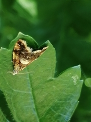 Pseudargyrotoza conwagana