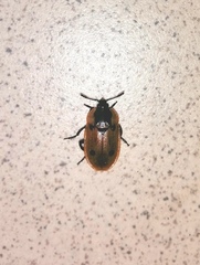 Dendroxena quadrimaculata