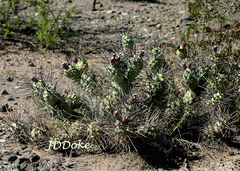 Tephrocactus aoracanthus