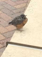 Turdus migratorius