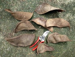 Isomacrolobium explicans