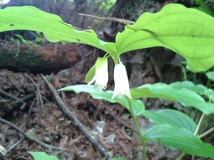 Prosartes smithii