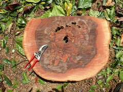 Isomacrolobium explicans