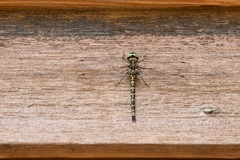 Gomphaeschna furcillata