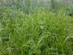 Festuca subverticillata