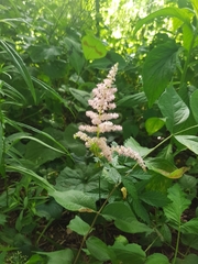 Astilbe japonica