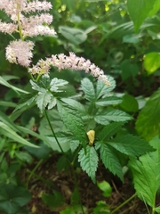 Astilbe japonica
