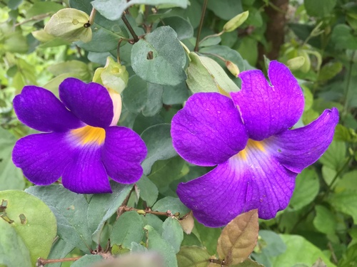 Thunbergia affinis