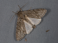 Acronicta euphorbiae