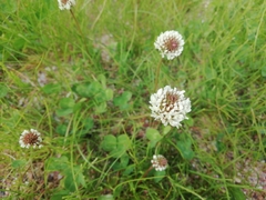 Trifolium repens