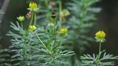 Euryops euryopoides