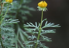 Euryops euryopoides