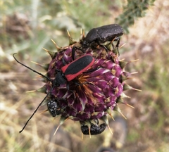 Purpuricenus kaehleri