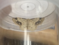 Idaea trigeminata