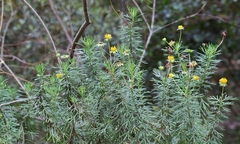 Euryops euryopoides