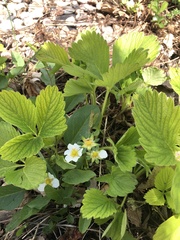 Fragaria × ananassa