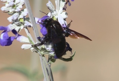 Xylocopa californica arizonensis