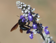 Xylocopa californica arizonensis