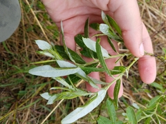 Salix humilis