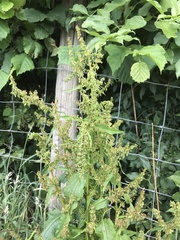 Rumex obtusifolius