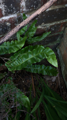 Asplenium scolopendrium