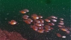 Ostorhinchus fleurieu