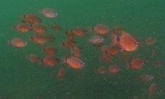 Ostorhinchus fleurieu