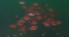 Ostorhinchus fleurieu