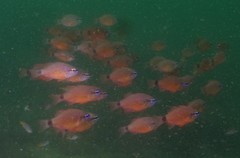 Ostorhinchus fleurieu