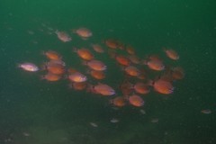 Ostorhinchus fleurieu