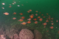 Ostorhinchus fleurieu