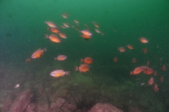 Ostorhinchus fleurieu