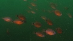 Ostorhinchus fleurieu