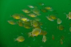 Ostorhinchus fleurieu