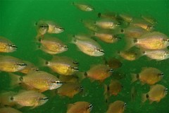 Ostorhinchus fleurieu