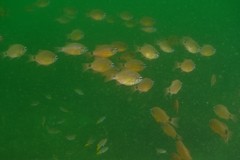 Ostorhinchus fleurieu