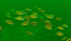 Ostorhinchus fleurieu