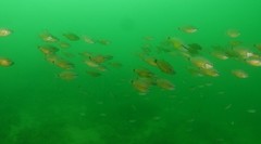 Ostorhinchus fleurieu